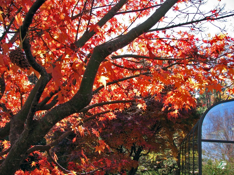 japanese maples ashland oregon