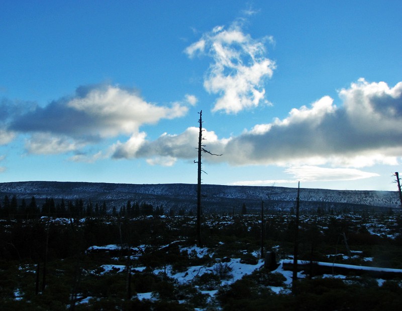 dead trees