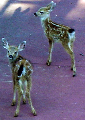 fawns on tennis court