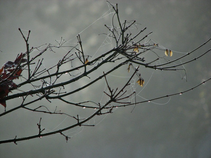 spider web fog