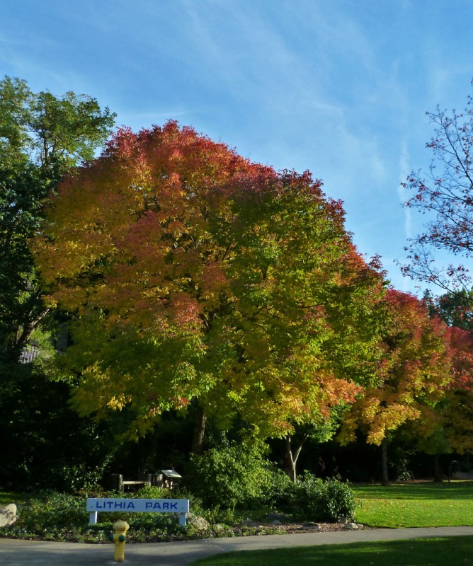 autumn foliage fall colors