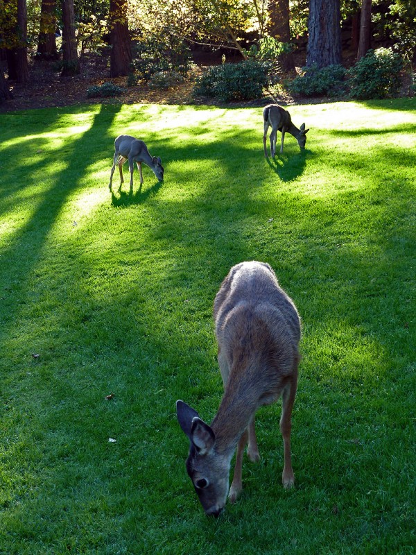 lithia park ashland oregon deer