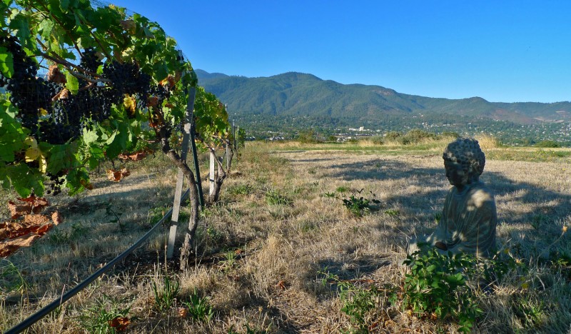 buddha grape vine ashland oregon buddhism