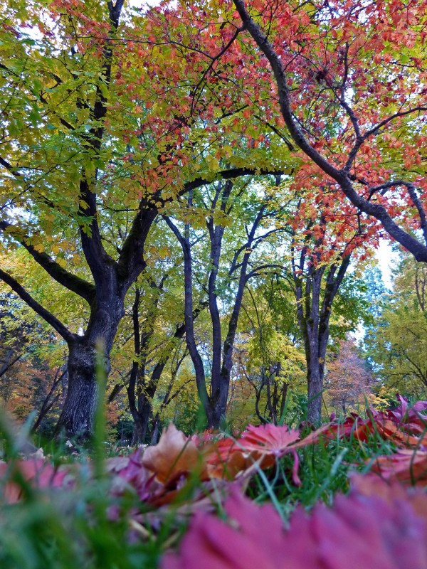 fall foliage ashland oregon lithia park