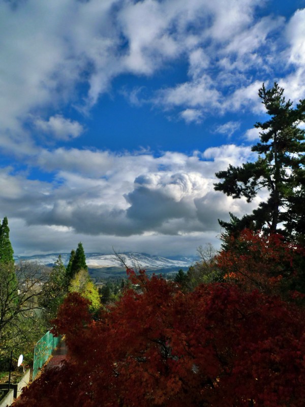 japanese maples blue fluffy cloud sky ashland oregon snow mountains