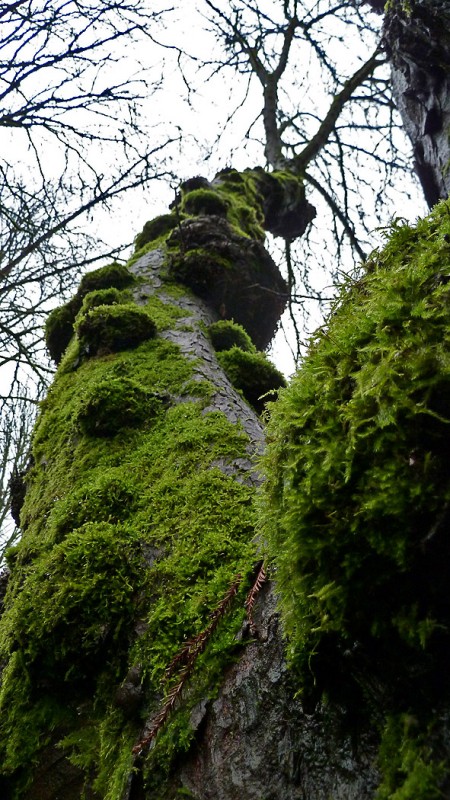 moss covered tree seattle washington