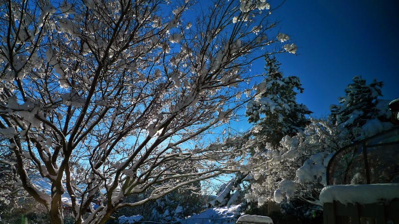 snow blue sky winter scene