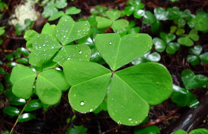 clover stout grove st. patrick's day