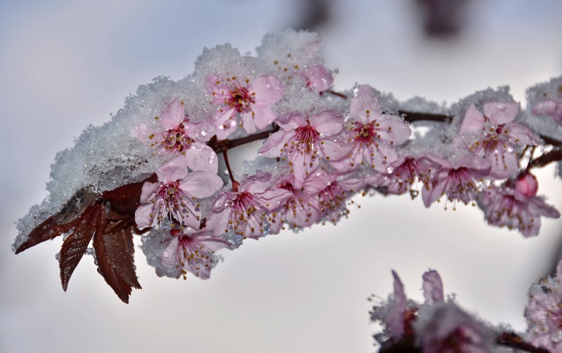 plum blossom cherry snow