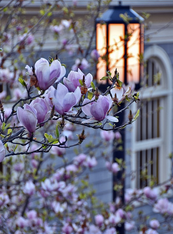 Magnolia × soulangeana