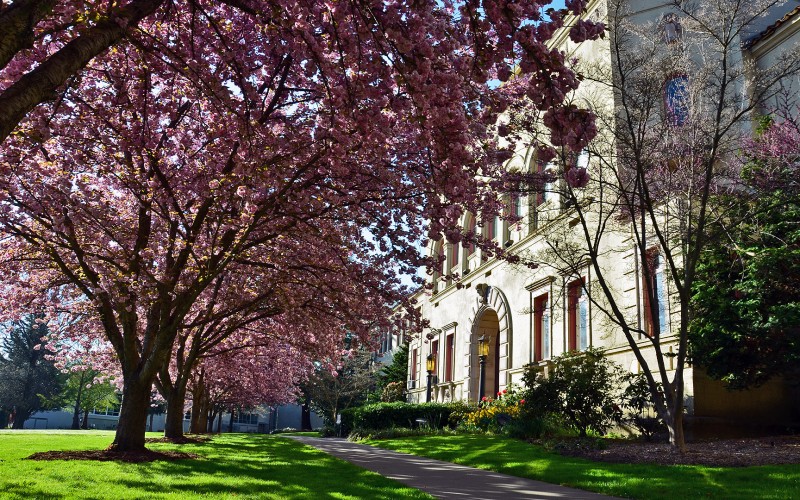 churchill hall ashland oregon cherry blossoms