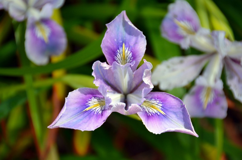 iris flower