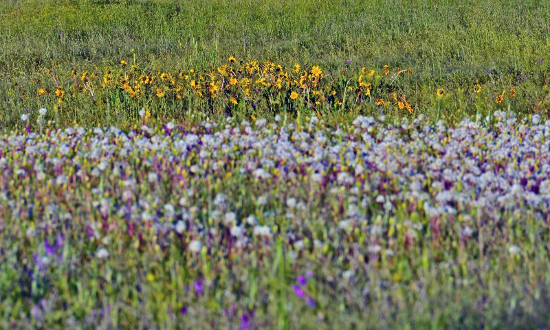Sunflowers and wildflowers wildflowers meadow sunflowers