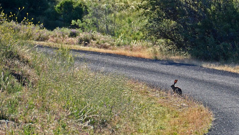 ashland oregon wildlife jack rabbit