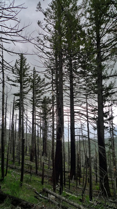 trees
