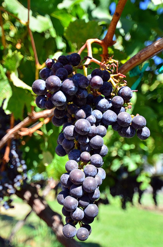 grapes grapevine eden valley orchards edenvale winery