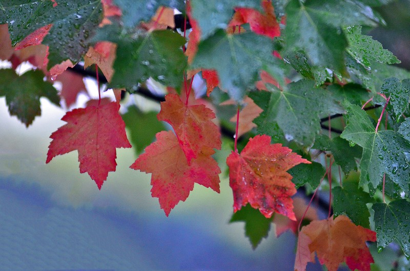 leaves changing color in fall autumn