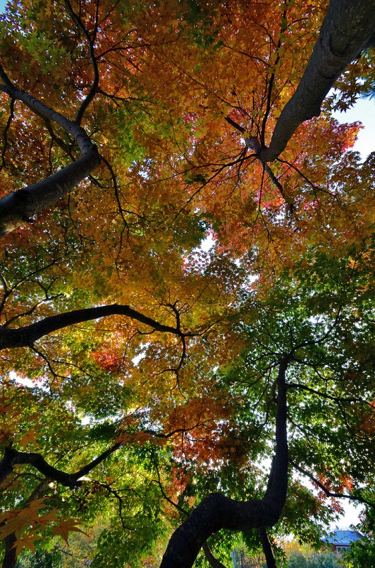 fall foliage momiji モミジ 紅葉