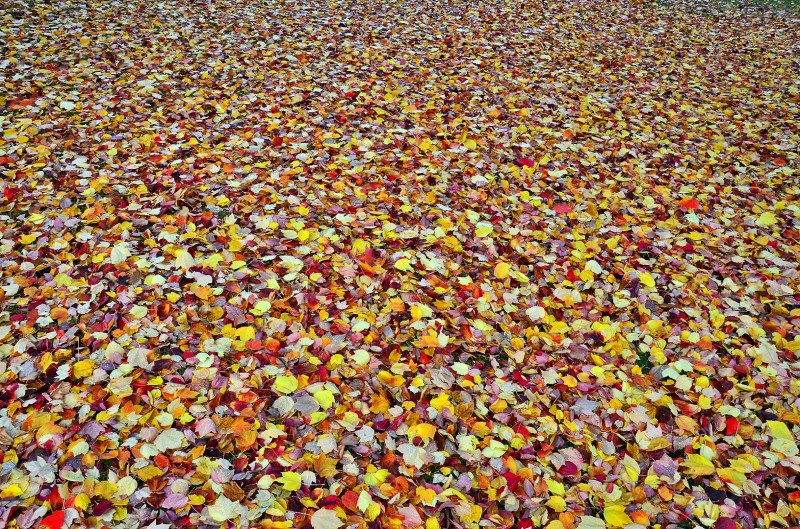 fall foliage leaves southern oregon university campus sou autumn