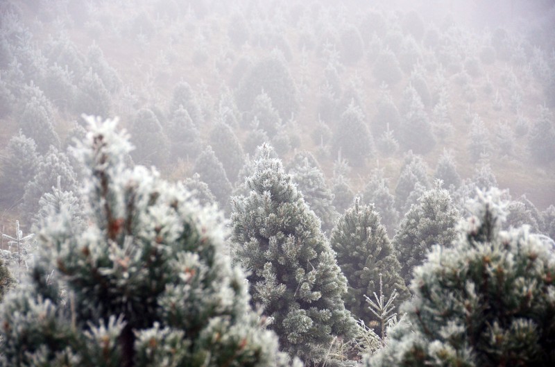hoarfrost christmas trees fog freeze
