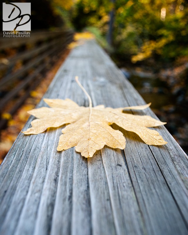 Leaf on a rail David Pasillas Leaf on a rail David Pasillas ashland oregon