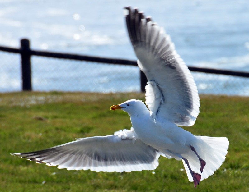 bandon oregon seabird gull in flight