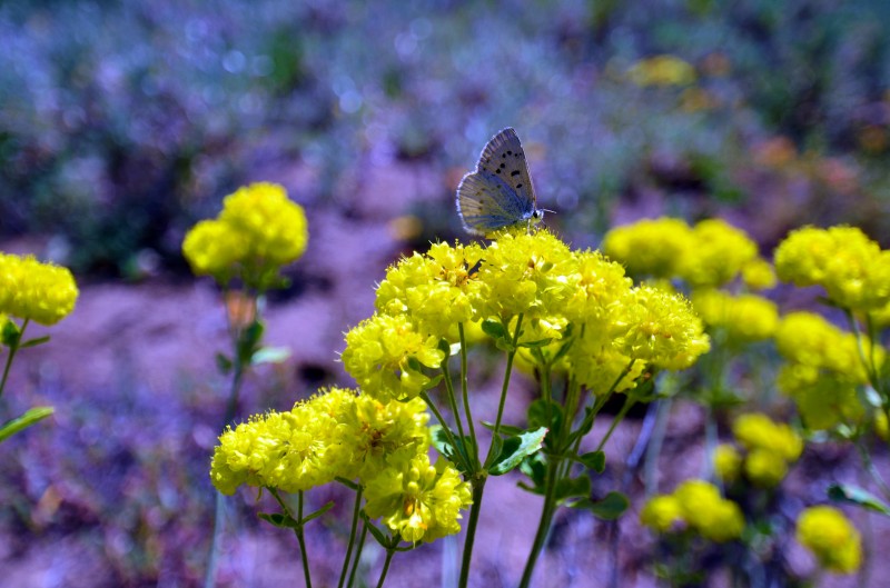butterfly yellow flowers wagner butte southern oregon