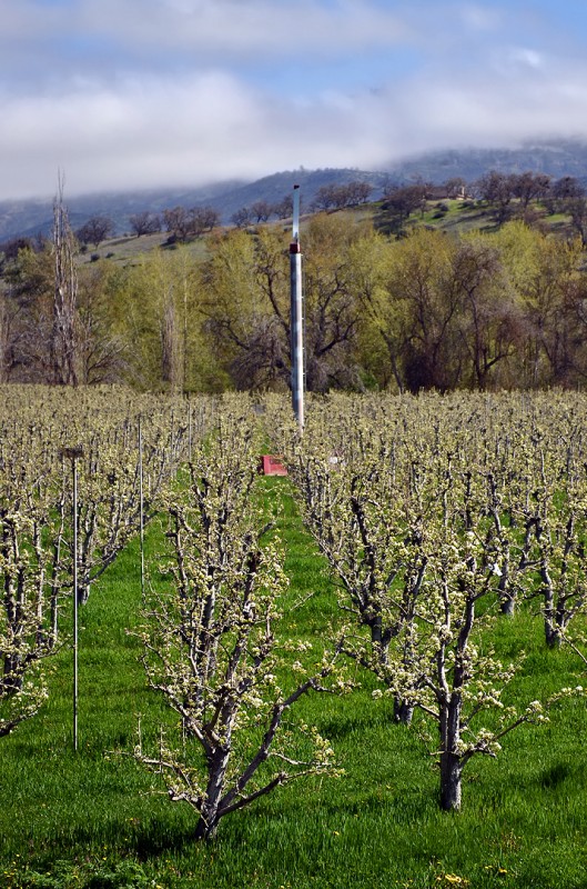 rogue valley pear blossoms talent phoenix oregon