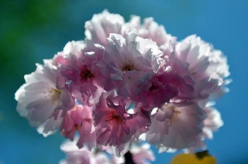 lithia park flowers ashland oregon lithia park ashland oregon flowers macro photography nikon 24-70mm f/2.8 g