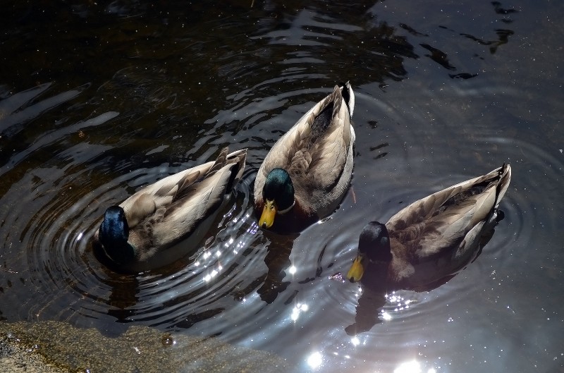 ducks in lithia park upper duck pond ashland oregon mallard duck lithia park ashland southern oregon