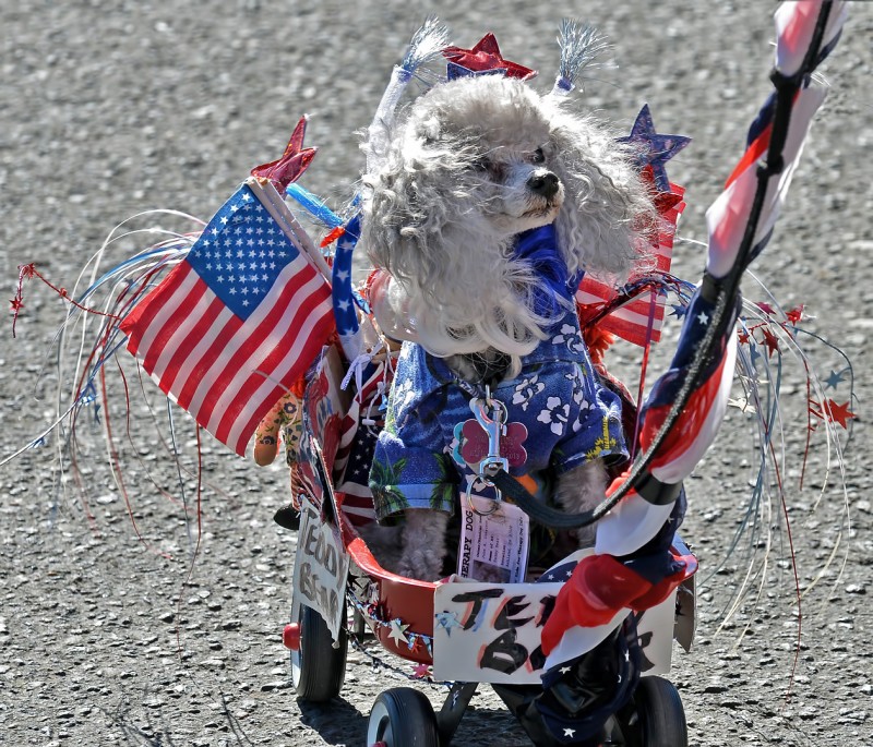 patriotic dog ashland 4th of July parade 2012 dog dress up decorations independence day fourth of july