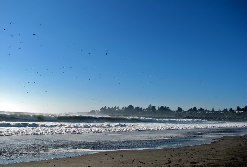 beach ocean birds seabirds 