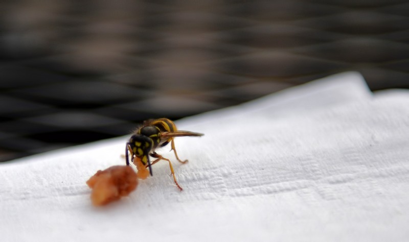 trium wine yellow jacket date eating yellow jacket macro carves out piece of date