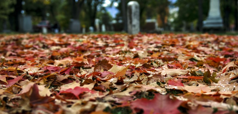 red orange leaves gravestones peanuts halloween fall autumn foliage