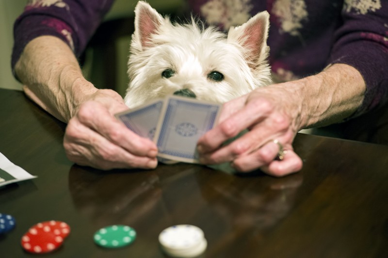McDuff West Highland White Terrier playing cards poker
