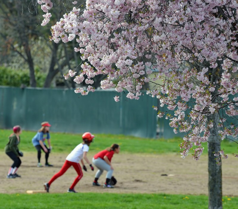 spring softball girls cherry blossoms