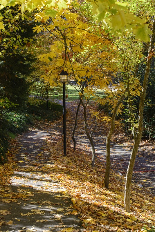 lithia park autumn leaves fallen ground black light post lamp
