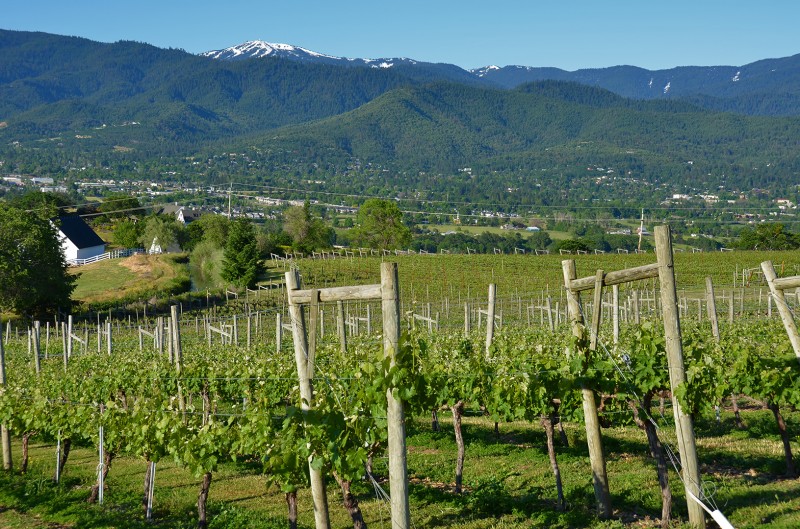 ashland vineyards
