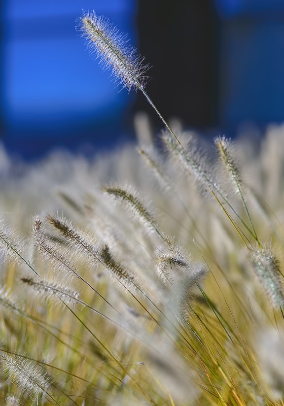sou library grass sun