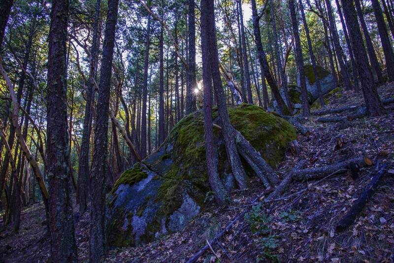 view while walking along White Rabbit Trail in the Ashland watershed
