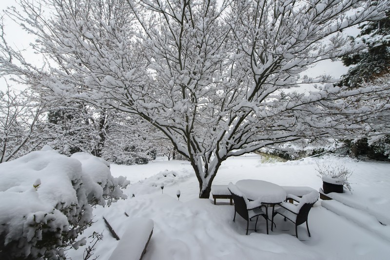 snowy backyard