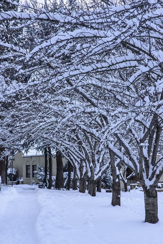 snow tree tunnel churchill hall sou campus