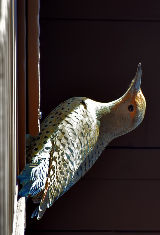 woodpecker
