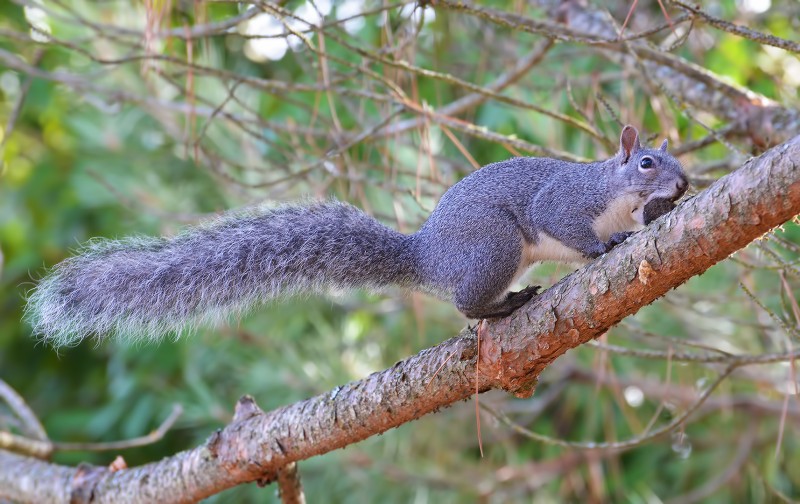 backyard squirrel nut in teeth mount