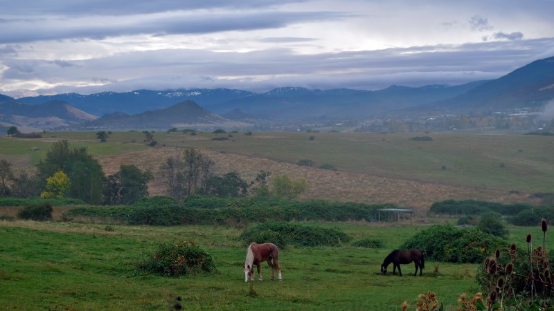 horses ashland field