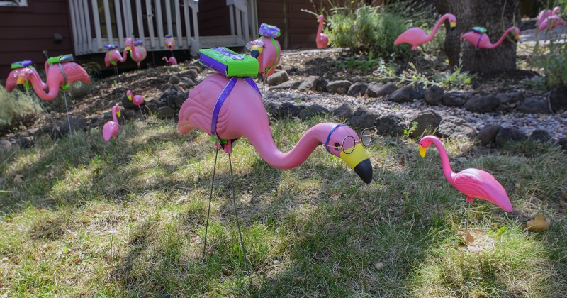 flamingos back to school backpacks glasses