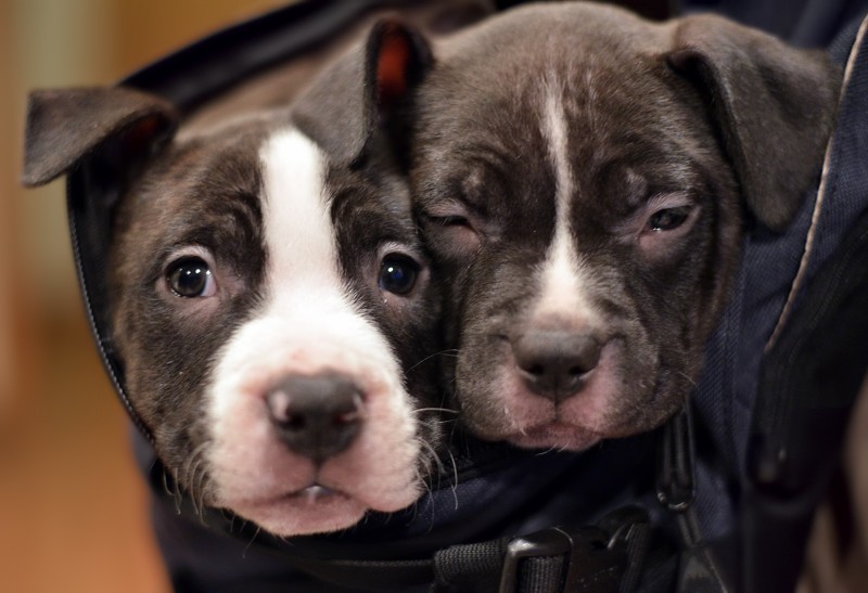 pit bull puppies