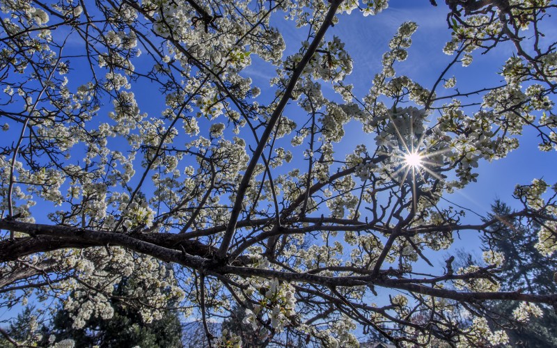 sakura cherry blossoms sun star blue sky
