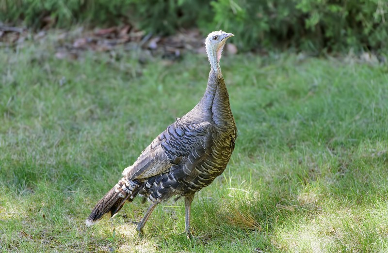 turkey wild ashland oregon copyright al case ashland daily photo