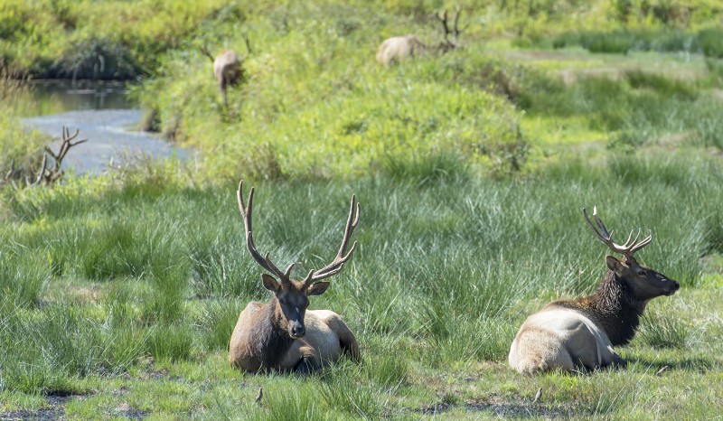 elk near umpqua river reedsport